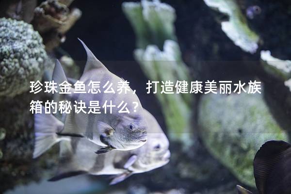 珍珠金鱼怎么养，打造健康美丽水族箱的秘诀是什么？