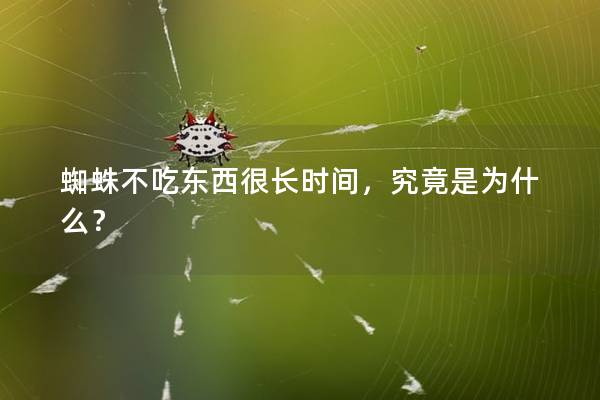 蜘蛛不吃东西很长时间，究竟是为什么？