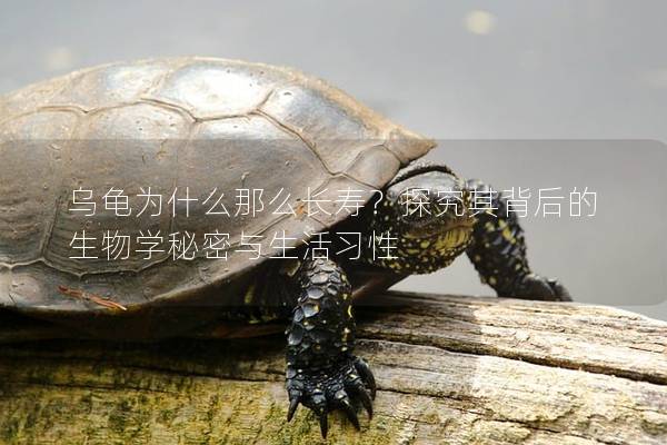 乌龟为什么那么长寿？探究其背后的生物学秘密与生活习性