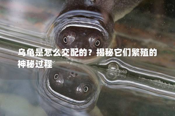 乌龟是怎么交配的？揭秘它们繁殖的神秘过程