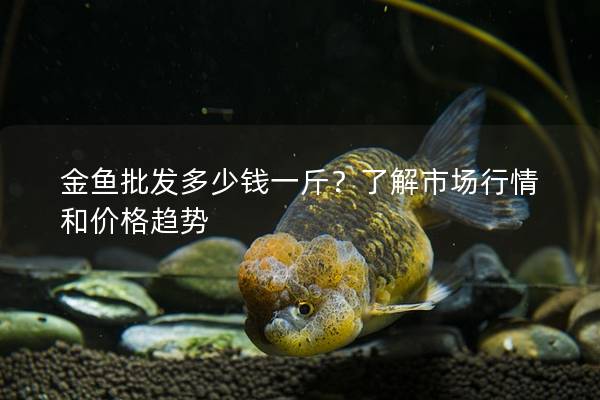 金鱼批发多少钱一斤？了解市场行情和价格趋势