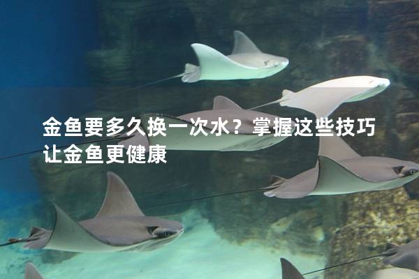 金鱼要多久换一次水？掌握这些技巧让金鱼更健康