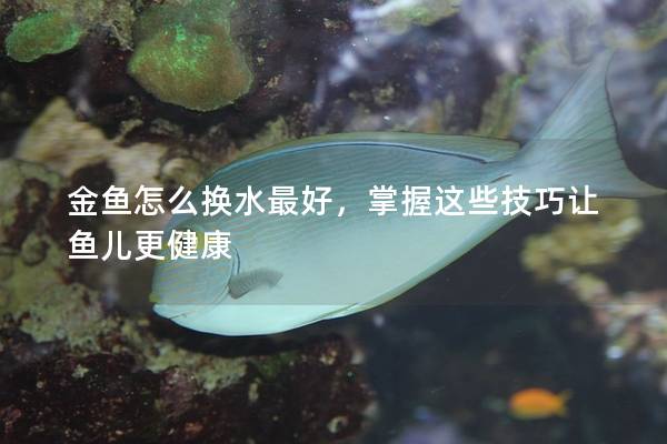 金鱼怎么换水最好，掌握这些技巧让鱼儿更健康