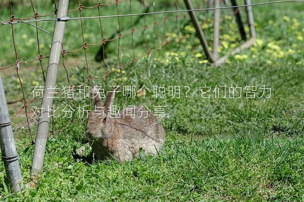 荷兰猪和兔子哪个聪明？它们的智力对比分析与趣闻分享