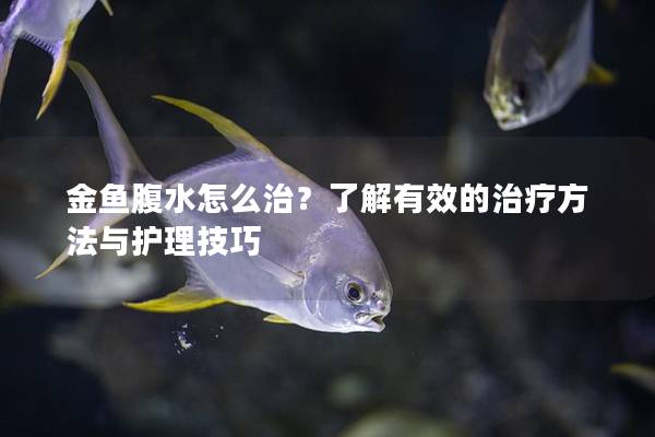 金鱼腹水怎么治？了解有效的治疗方法与护理技巧