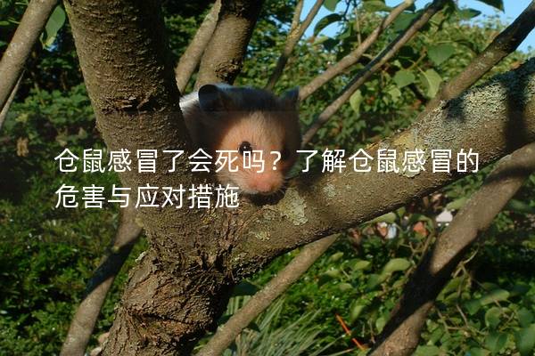 仓鼠感冒了会死吗？了解仓鼠感冒的危害与应对措施