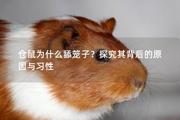 仓鼠为什么舔笼子?探究其背后的原因与习性