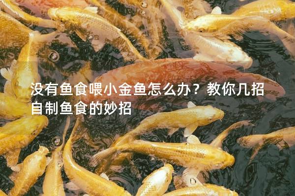 没有鱼食喂小金鱼怎么办？教你几招自制鱼食的妙招