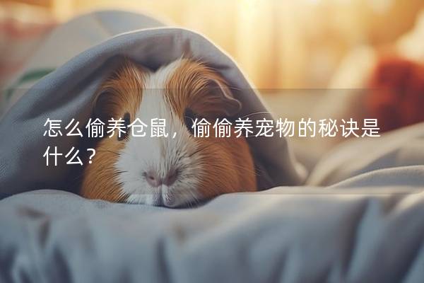 怎么偷养仓鼠，偷偷养宠物的秘诀是什么？