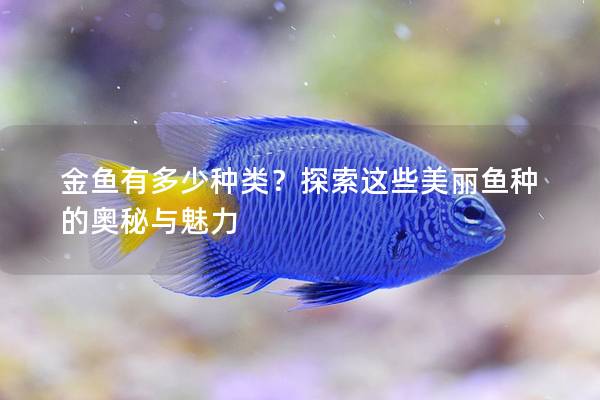 金鱼有多少种类？探索这些美丽鱼种的奥秘与魅力