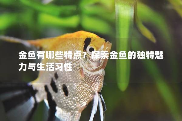 金鱼有哪些特点？探索金鱼的独特魅力与生活习性