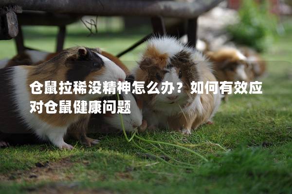 仓鼠拉稀没精神怎么办？如何有效应对仓鼠健康问题