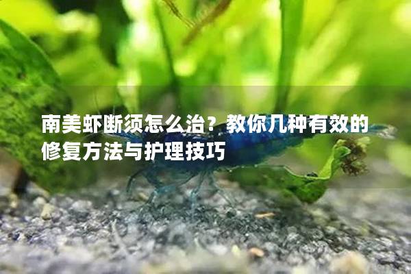 南美虾断须怎么治？教你几种有效的修复方法与护理技巧