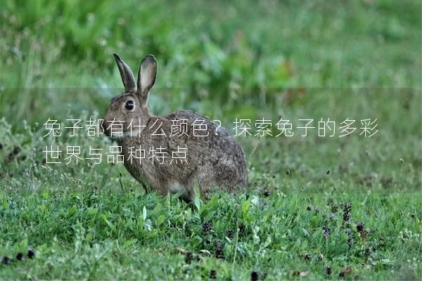 兔子都有什么颜色？探索兔子的多彩世界与品种特点