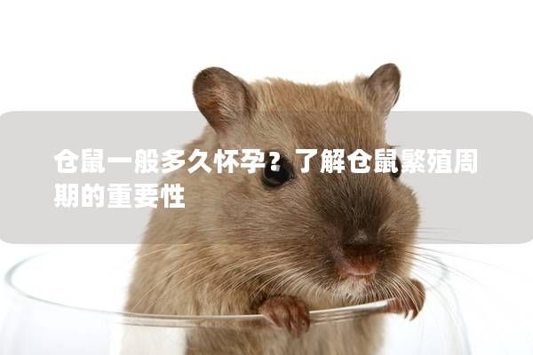 仓鼠一般多久怀孕？了解仓鼠繁殖周期的重要性