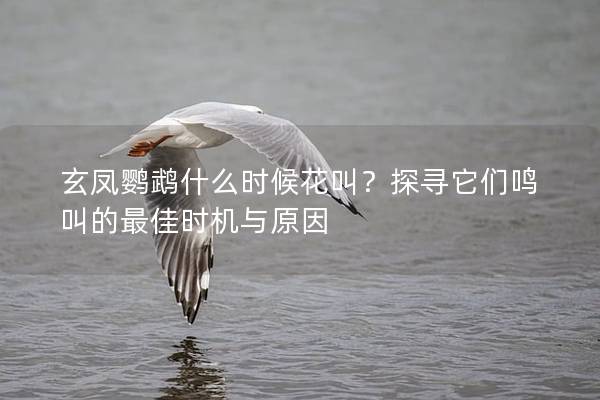 玄凤鹦鹉什么时候花叫？探寻它们鸣叫的最佳时机与原因