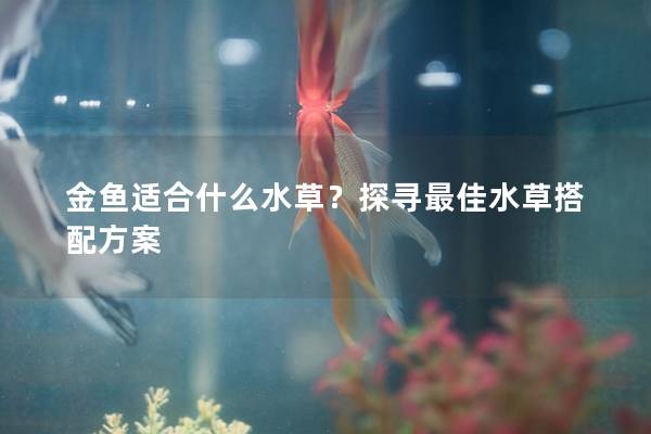 金鱼适合什么水草？探寻最佳水草搭配方案