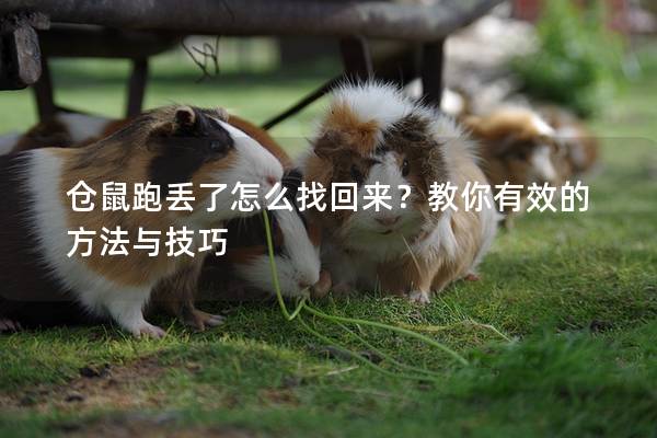 仓鼠跑丢了怎么找回来？教你有效的方法与技巧