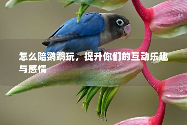 怎么陪鹦鹉玩，提升你们的互动乐趣与感情