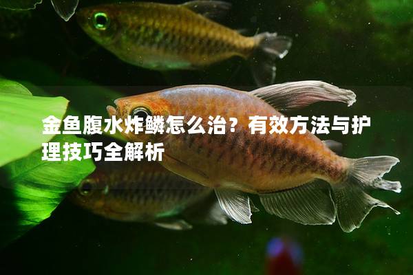 金鱼腹水炸鳞怎么治？有效方法与护理技巧全解析