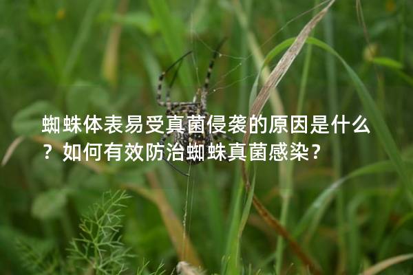 蜘蛛体表易受真菌侵袭的原因是什么？如何有效防治蜘蛛真菌感染？