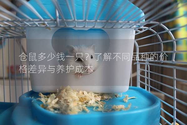 仓鼠多少钱一只？了解不同品种的价格差异与养护成本