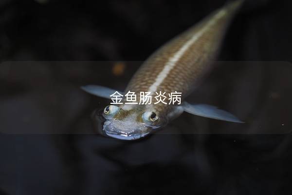 金鱼肠炎病