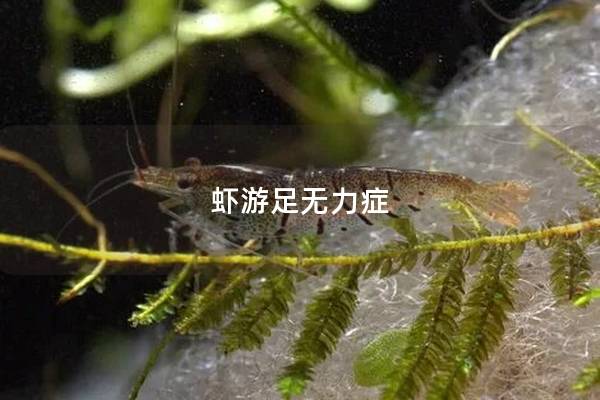 虾游足无力症