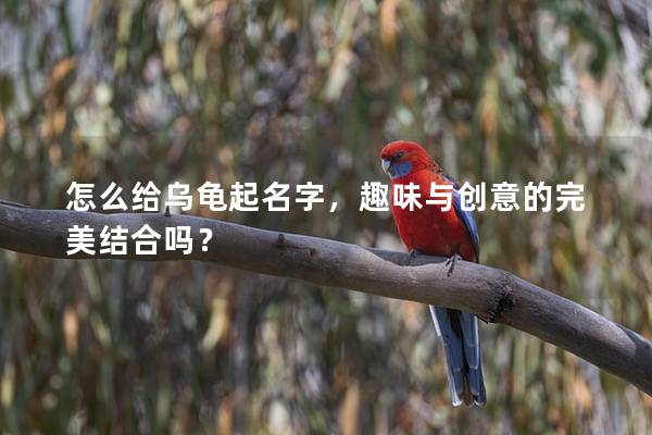 怎么给乌龟起名字，趣味与创意的完美结合吗？