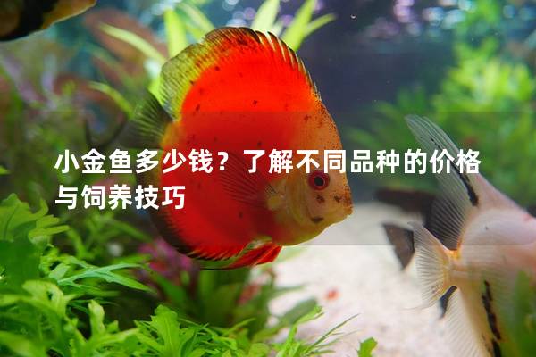 小金鱼多少钱？了解不同品种的价格与饲养技巧