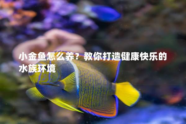 小金鱼怎么养？教你打造健康快乐的水族环境