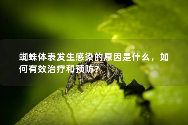 蜘蛛体表发生感染的原因是什么，如何有效治疗和预防？