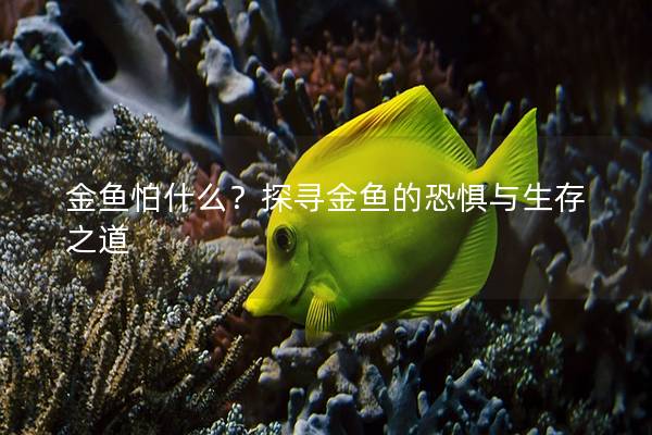 金鱼怕什么？探寻金鱼的恐惧与生存之道