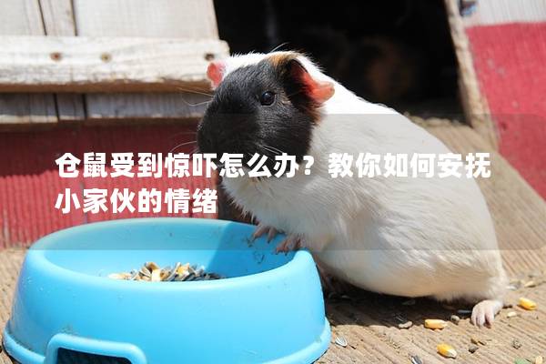 仓鼠受到惊吓怎么办？教你如何安抚小家伙的情绪