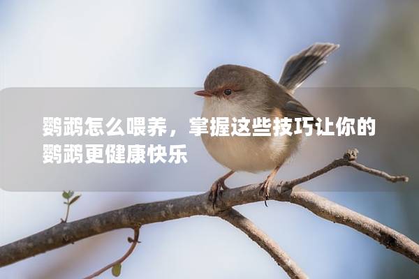 鹦鹉怎么喂养，掌握这些技巧让你的鹦鹉更健康快乐