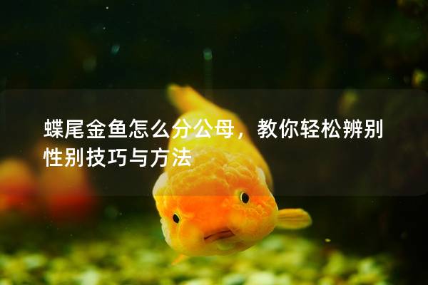 蝶尾金鱼怎么分公母，教你轻松辨别性别技巧与方法