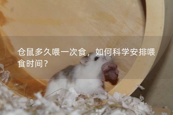 仓鼠多久喂一次食，如何科学安排喂食时间？