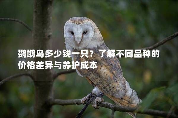 鹦鹉鸟多少钱一只？了解不同品种的价格差异与养护成本