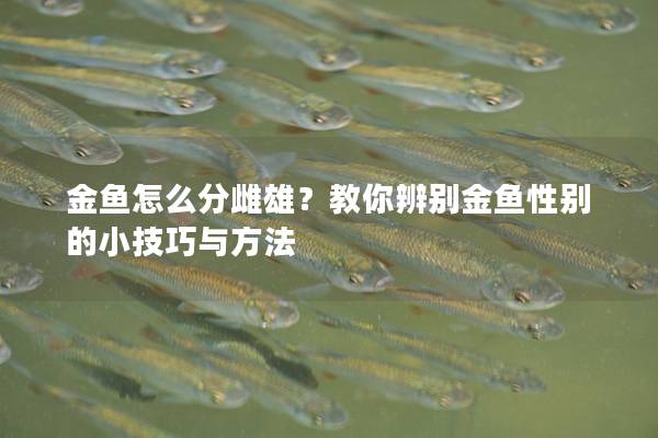 金鱼怎么分雌雄？教你辨别金鱼性别的小技巧与方法