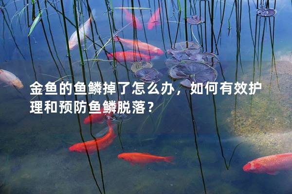 金鱼的鱼鳞掉了怎么办，如何有效护理和预防鱼鳞脱落？