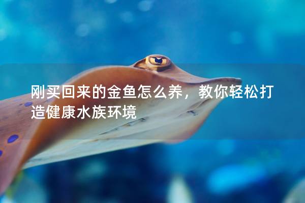 刚买回来的金鱼怎么养，教你轻松打造健康水族环境