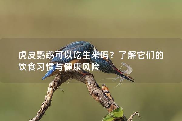 虎皮鹦鹉可以吃生米吗？了解它们的饮食习惯与健康风险