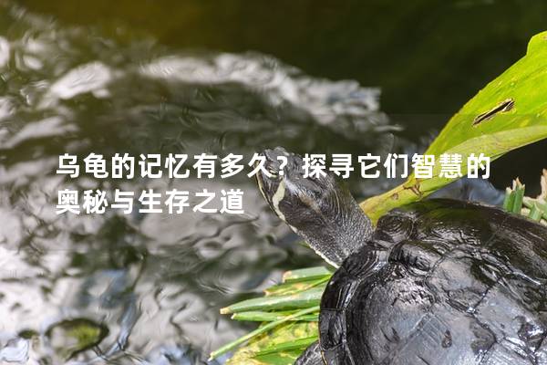 乌龟的记忆有多久？探寻它们智慧的奥秘与生存之道