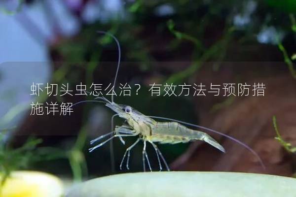 虾切头虫怎么治？有效方法与预防措施详解