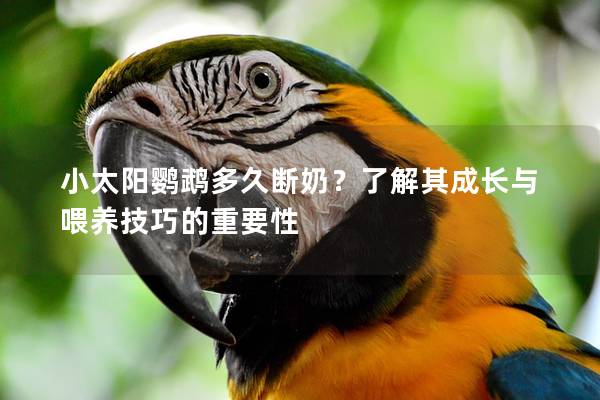 小太阳鹦鹉多久断奶？了解其成长与喂养技巧的重要性