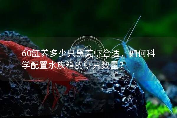 60缸养多少只黑壳虾合适，如何科学配置水族箱的虾只数量？