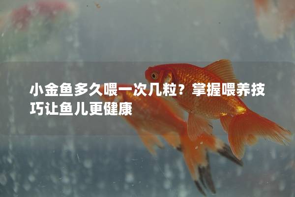 小金鱼多久喂一次几粒？掌握喂养技巧让鱼儿更健康