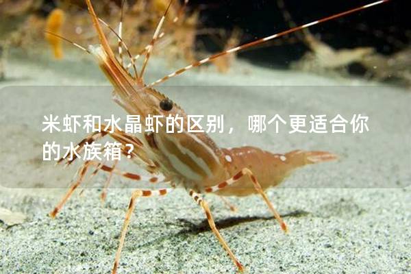 米虾和水晶虾的区别，哪个更适合你的水族箱？