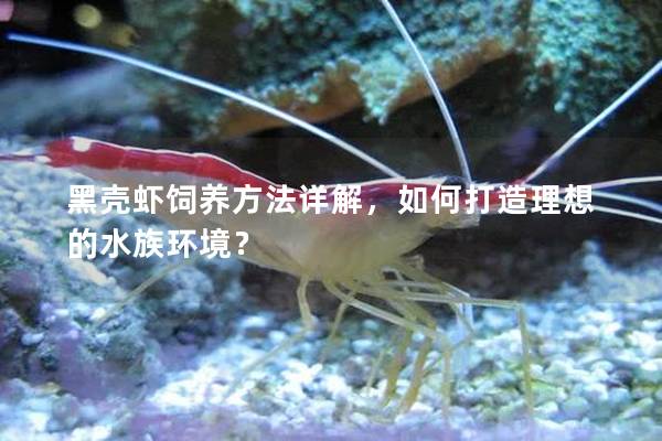 黑壳虾饲养方法详解，如何打造理想的水族环境？