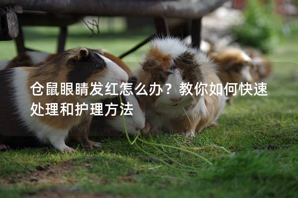 仓鼠眼睛发红怎么办？教你如何快速处理和护理方法